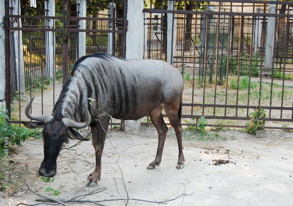 Connochaetes, wildebeests, gnus, connochaetes Connochaetes, wildebeests, gnus, connochaetes