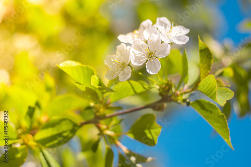 Flowering branch of a cherry tree against a blue sky. Spring background. Selective focus. © Yulia