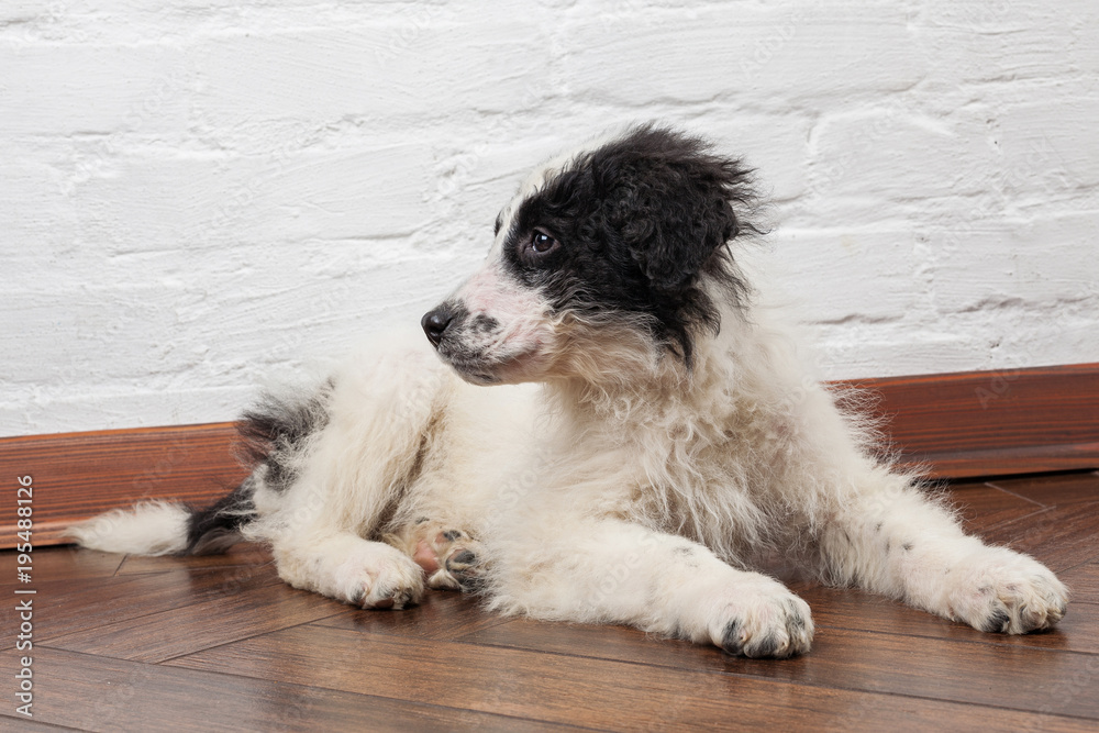 Charming little puppy Charming little puppy