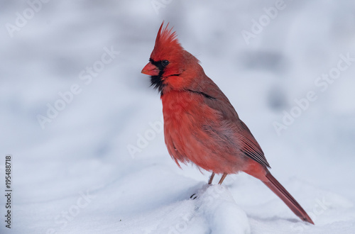Cardinal © Harry Collins