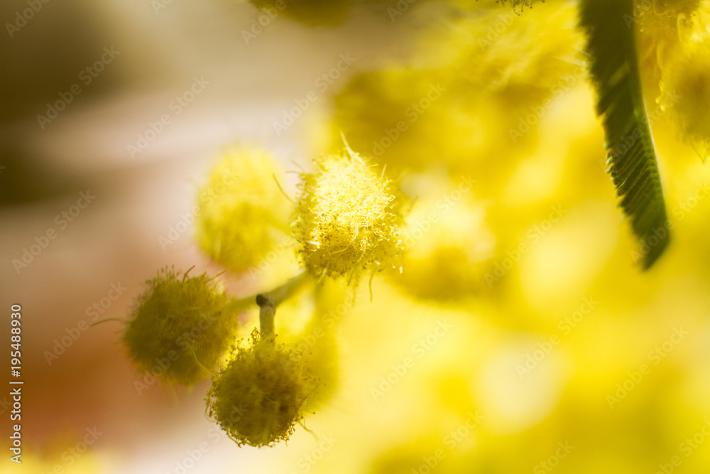 Obraz premium mimosa