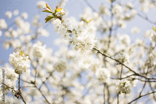 Spring Blooming #Cherry Blossoms #Closeup