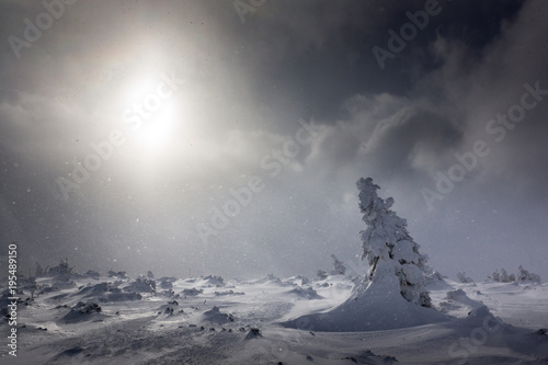 Landscape with trees and snow falling in Karkonosze mountains , Sudety, Poland