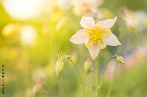 Canvas Print Pink color aquilegia in the garden, spring sunny background