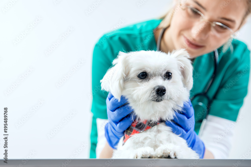 Dog is examined by a female vet Dog is examined by a female vet
