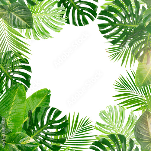 Fototapeta Naklejka Na Ścianę i Meble -  Tropical green leaves