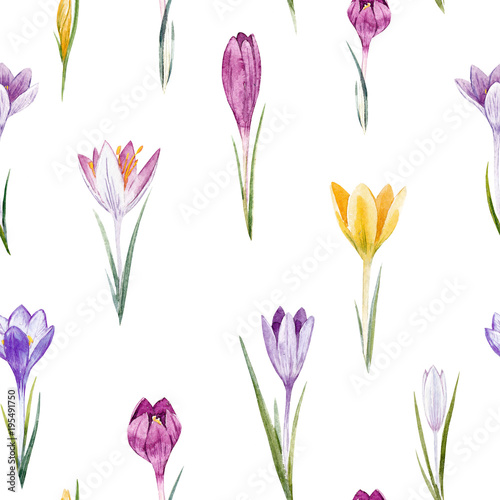 Watercolor crocus floral pattern © zenina