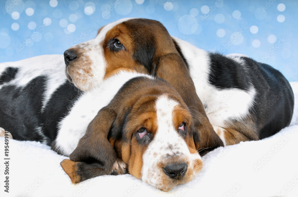 Basset Hound Welpen liegen zusammen auf einer Decke Basset Hound Welpen liegen zusammen auf einer Decke