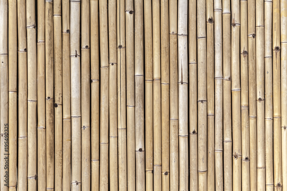 Bamboo texture. Bamboo texture.