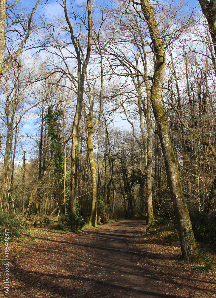 Promenade dans les bois 2