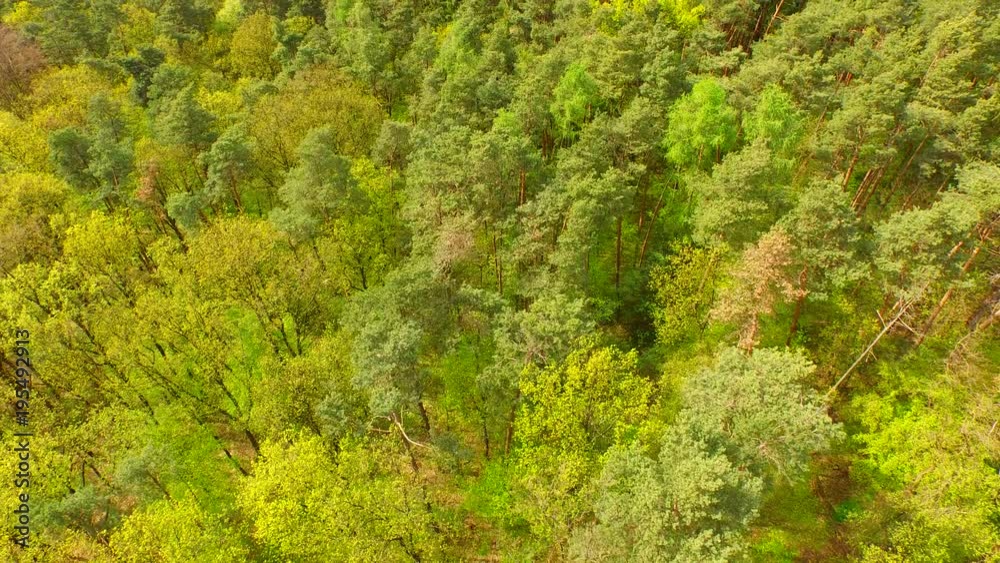 Spring forest in the middle of Europe from above Spring forest in the middle of Europe from above