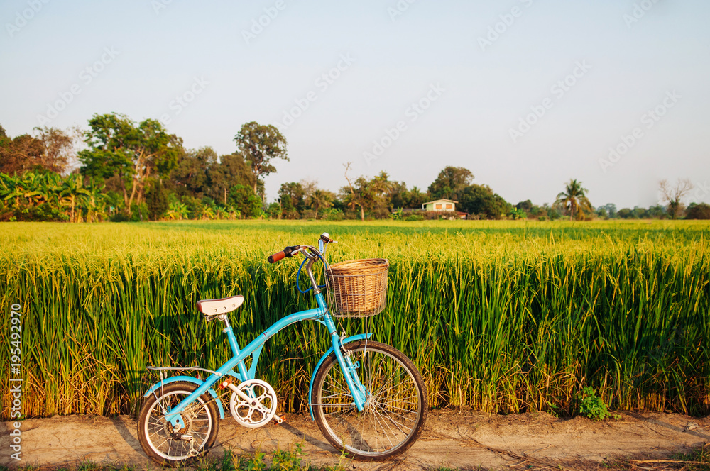 Fototapeta premium Rural dirt road tropical green rice field and bicycle in Koh Tepo, Uthaithani, Thailand