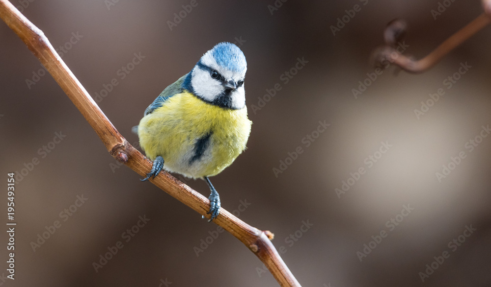 Fototapeta premium Mesange bleue 