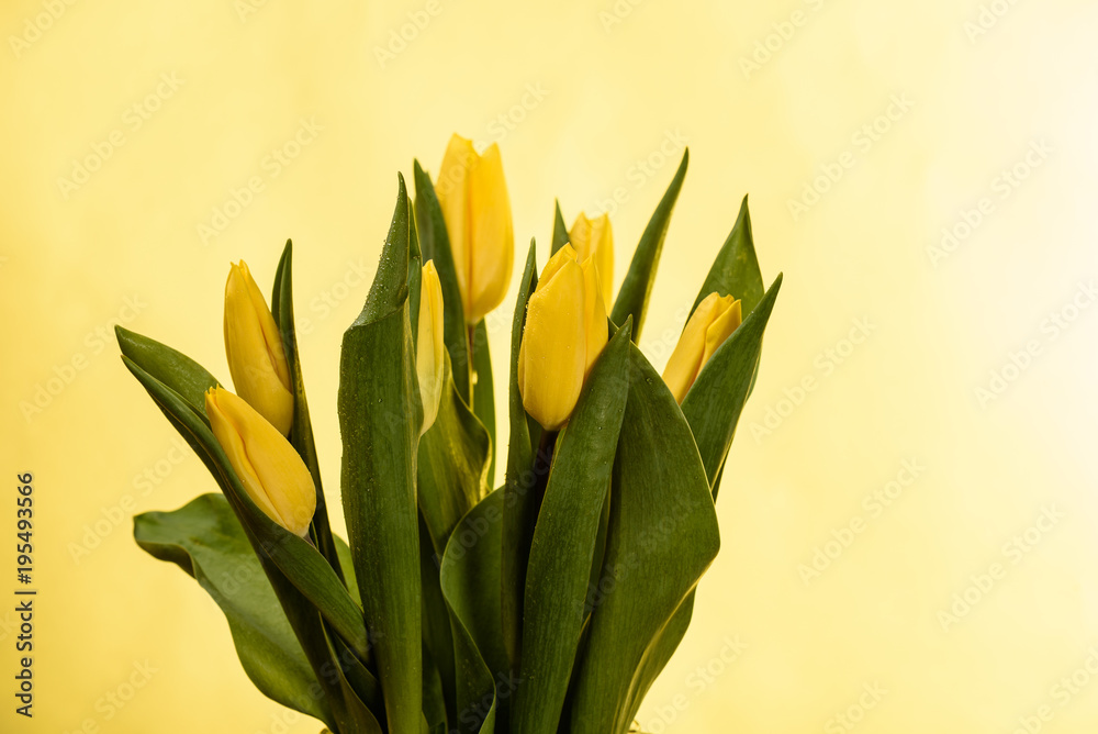 Spring tulips flower isolated on a yellow background Spring tulips flower isolated on a yellow background