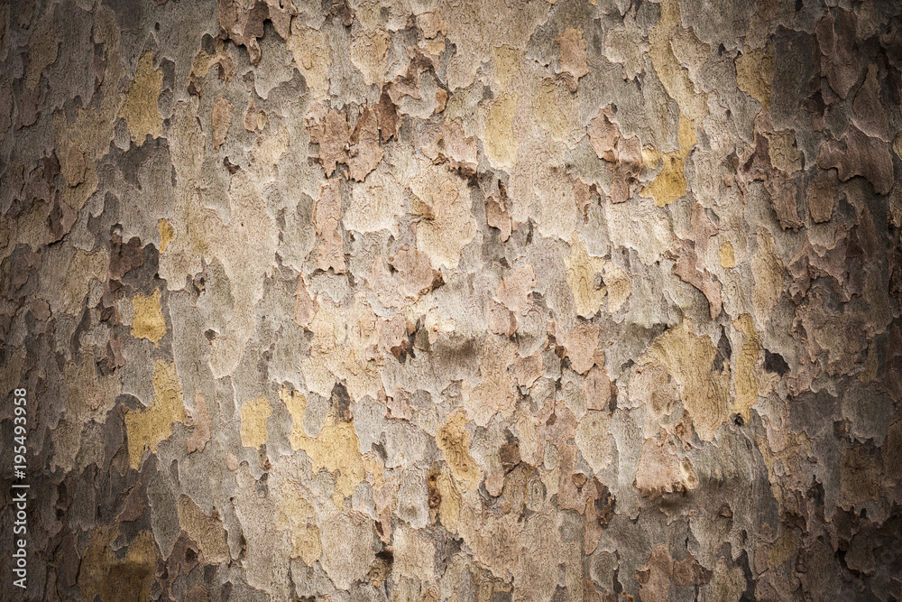 Texture tree bark. Texture tree bark.