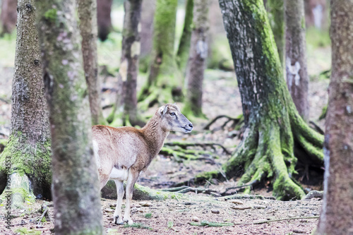 female muflon in the forest