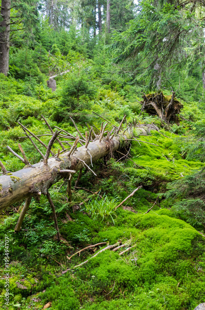 A fallen tree in the forest. Leading lines. A fallen tree in the forest. Leading lines.
