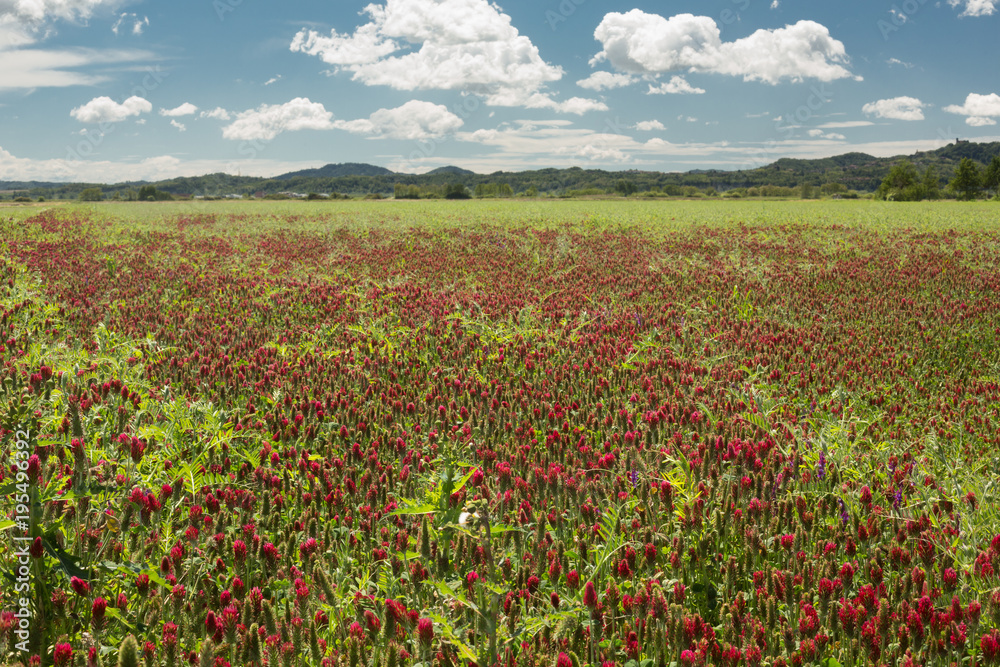 Rice field. After the autumn harvest, a mixture of herbs resistant to the winter climate is planted for mulching, which allows the rice to grow without the need for weedkillers.