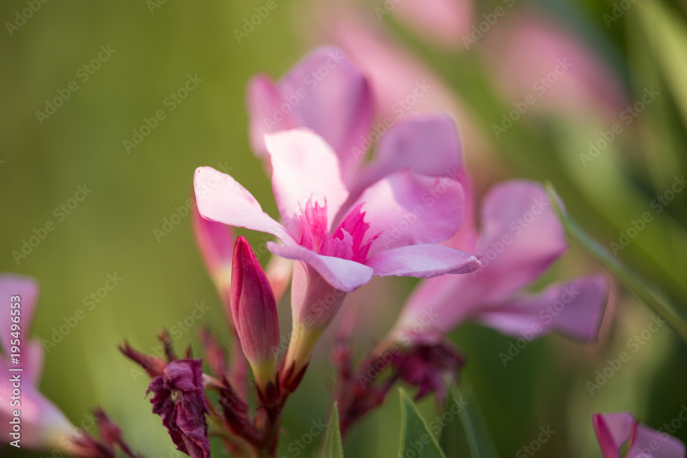 Nerium oleander