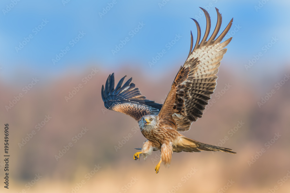 Fototapeta premium Flight over the meadow/Red Kite