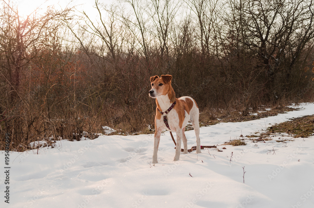 brown terrier standing in snow outdoor