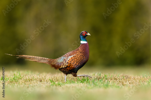 Walk the meadow in winter/Common Pheasant 