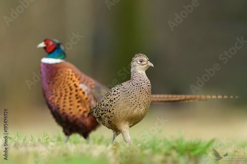 Walk the meadow in winter/Common Pheasant	
