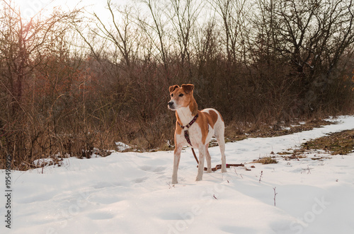 brown terrier standing in snow outdoor