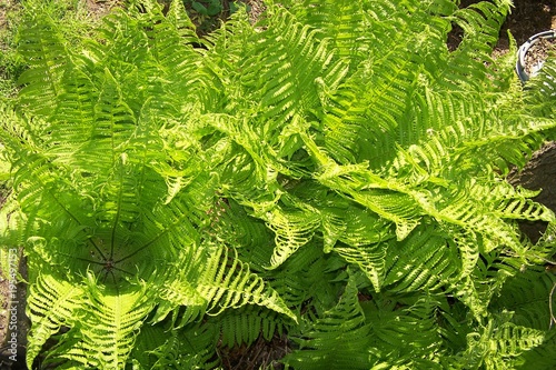 Ferns photo