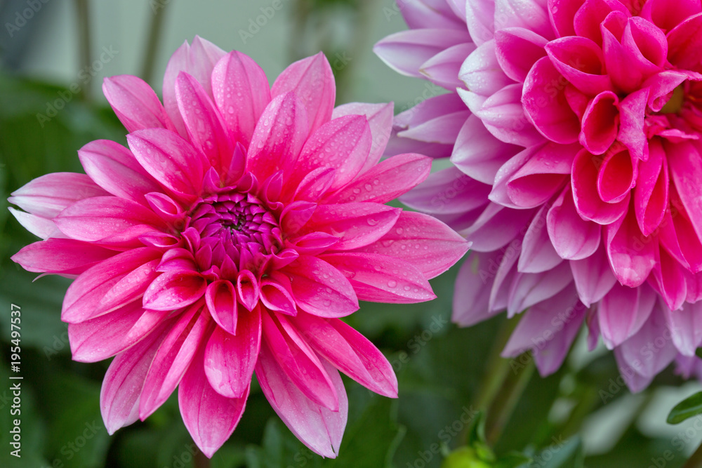Fototapeta premium Macro shot of a pink dahlia isolated .
