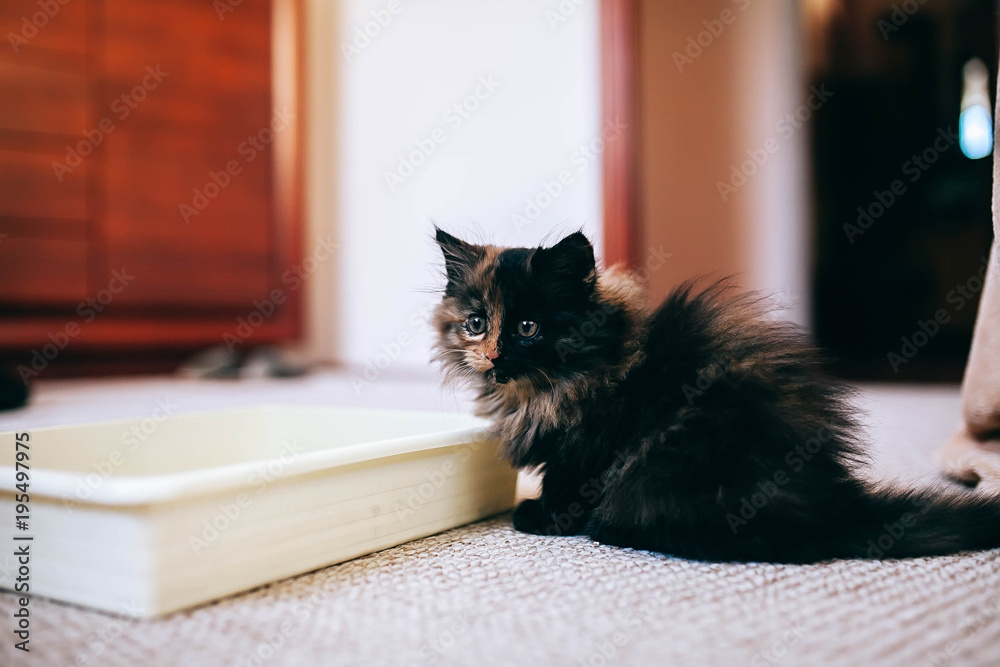 Cat using toilet, cat in litter box, for pooping or urinate, pooping in