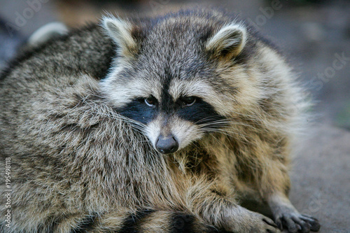 Portrait of a cute raccoon in the zoo © Kesselaar Media