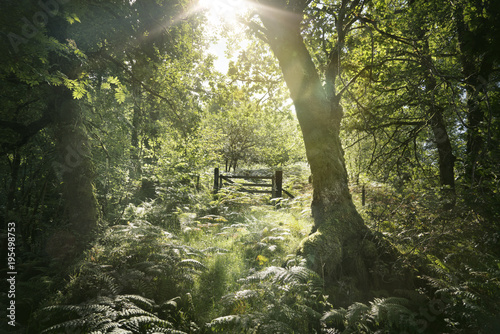 Fence in the woods