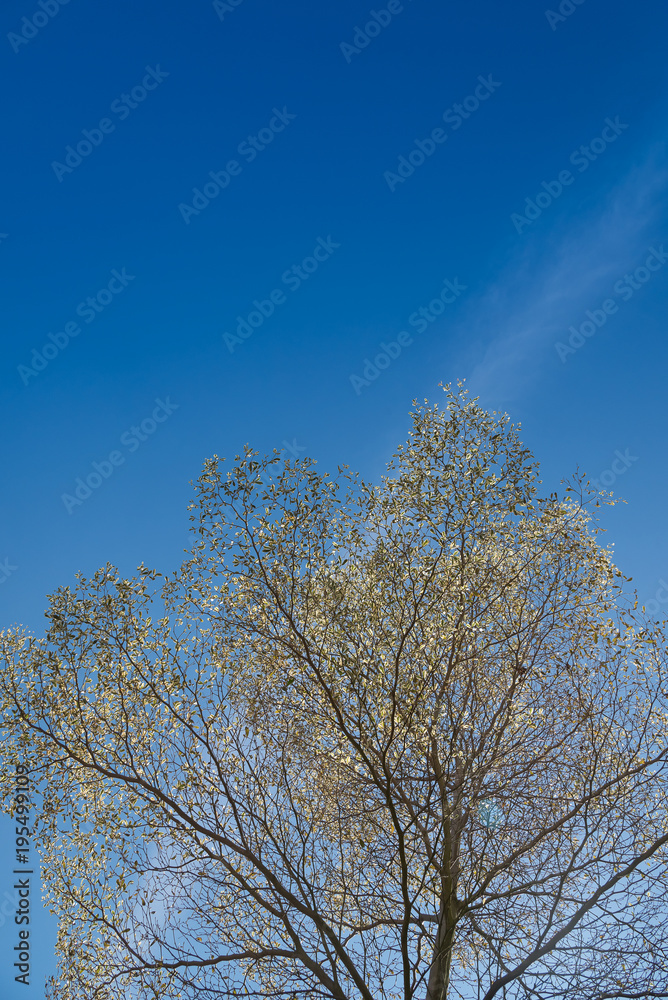 Beautiful tree branches with green leaves. Beautiful tree branches with green leaves.