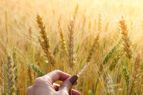 Beautiful asian woman Hand holding her wheat in a golden wheat field. Blur Background.