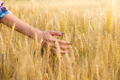 Beautiful asian woman Hand touching her crop  in a golden wheat field. Harvesting.