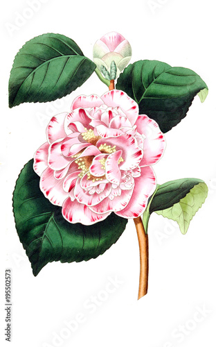 Canvas Print Illustration of plant