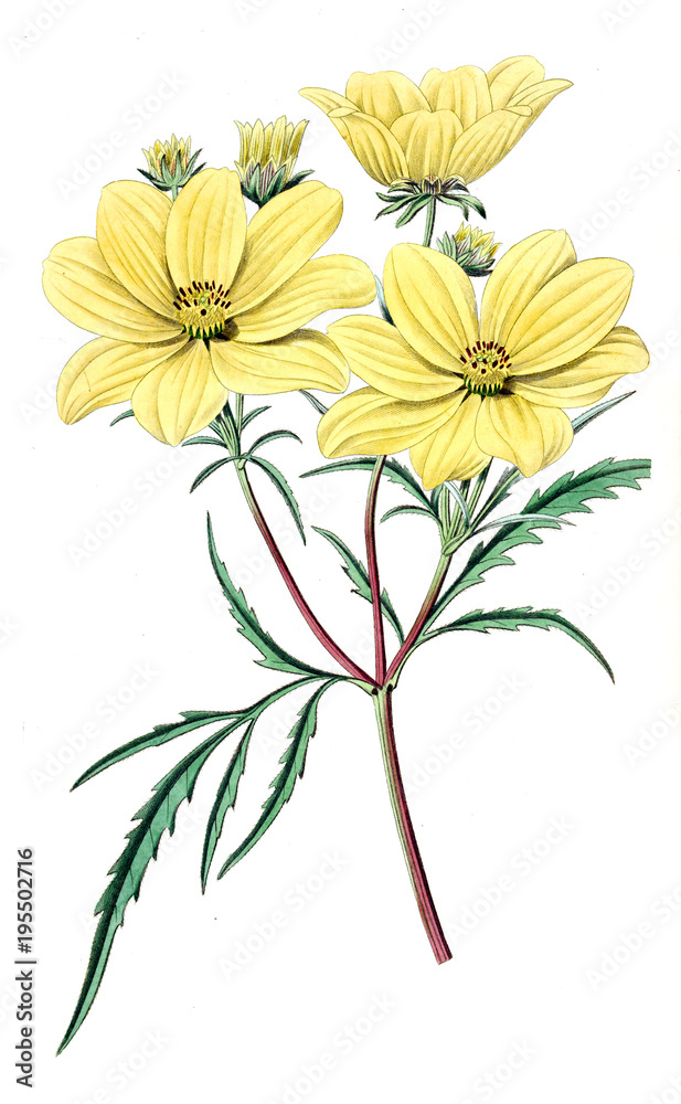 Illustration of plant Illustration of plant