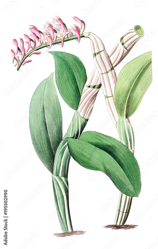 Obraz premium Illustration of plant