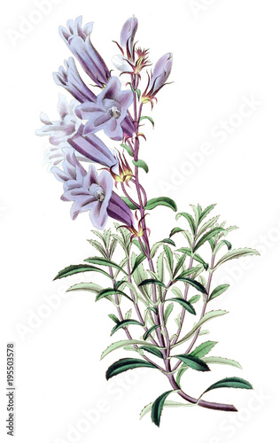 Illustration of plant photo