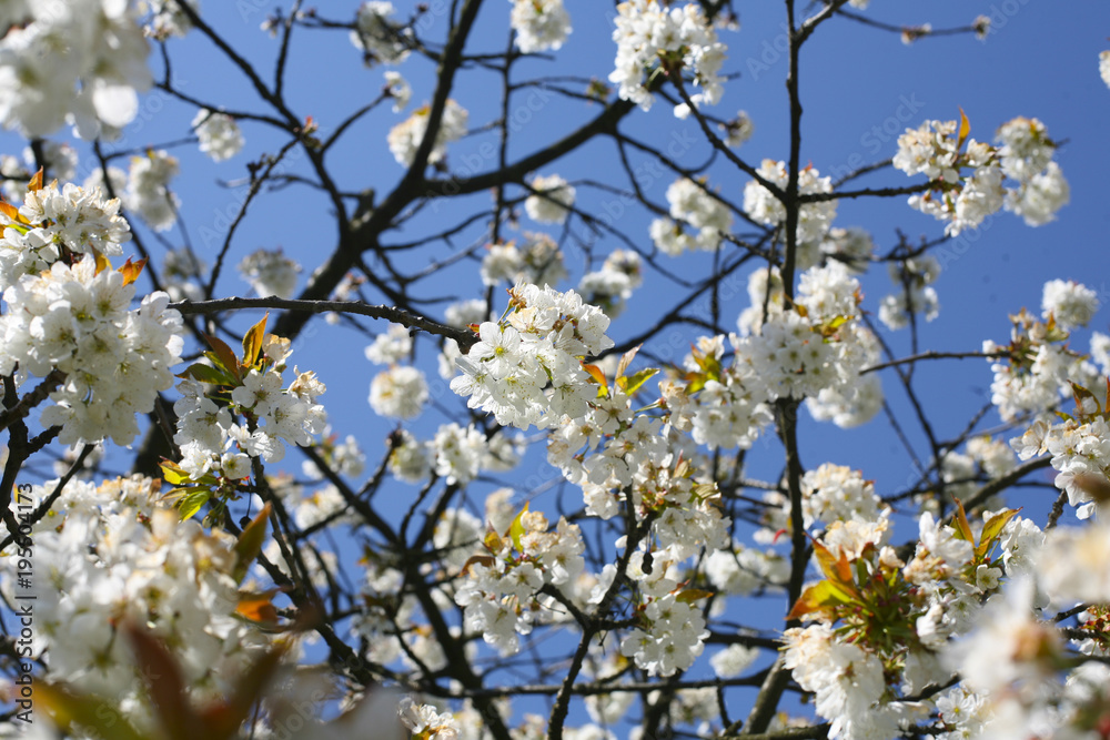 Cherry tree blossom detail in the spring time Cherry tree blossom detail in the spring time
