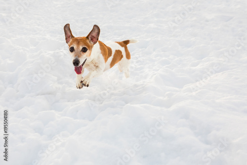 Fototapeta Naklejka Na Ścianę i Meble -  Happy funny running winter dog