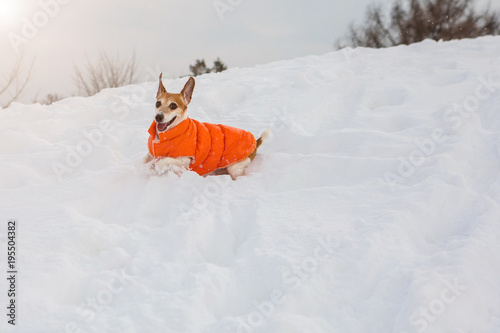 Playful small dog games in snow. Amazing winter sniwy weather. Bright pets clothes photo