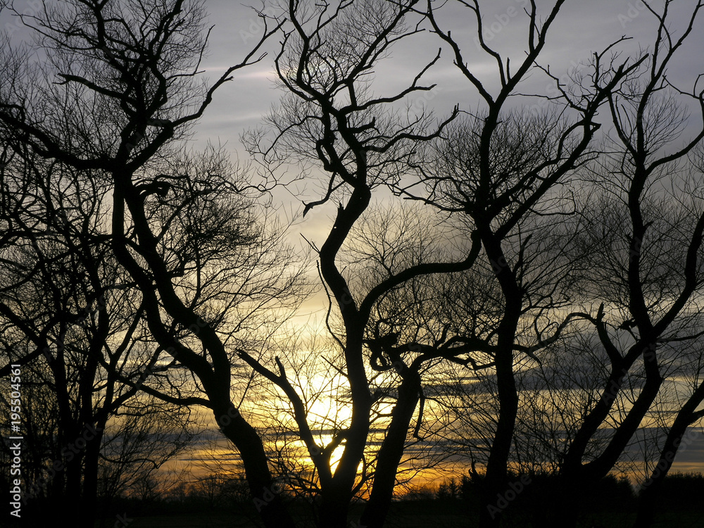 Tree branches on the evening light