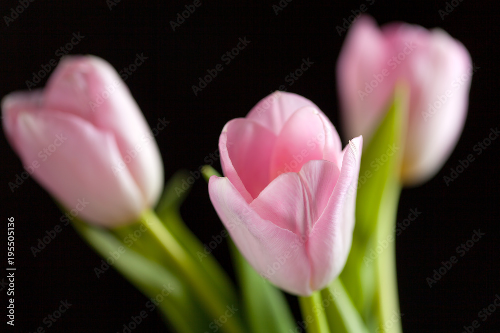 Fototapeta premium pink tulips on a dark background