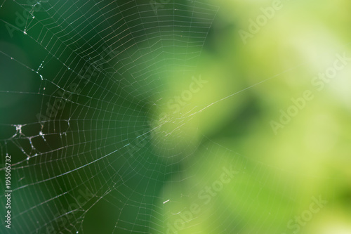 Cobweb on green blurred background