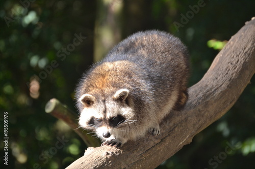Waschbär