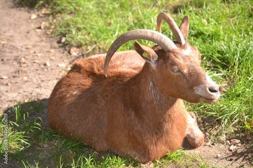 Bergziege