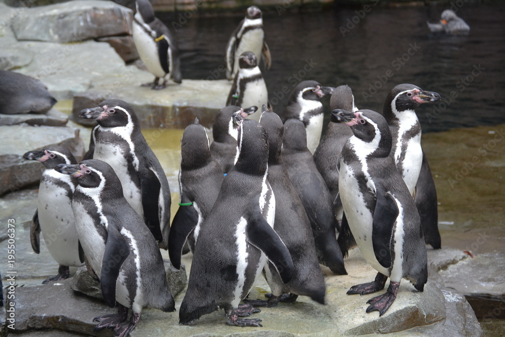 Fototapeta premium Pinguine