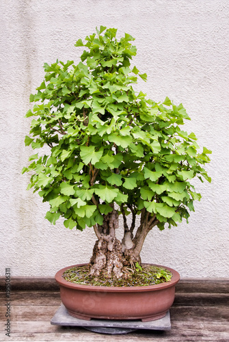 Ginkgo Biloba Bonsai Tree Growing in a Container